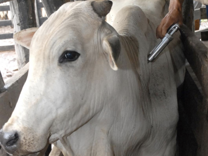 Tocantins deve vacinar contra febre aftosa 8,6 milhes de bovinos e bubalinos